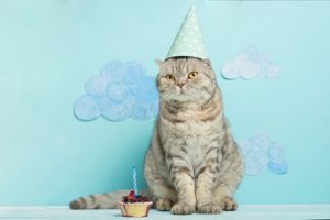 Verjaardag kat